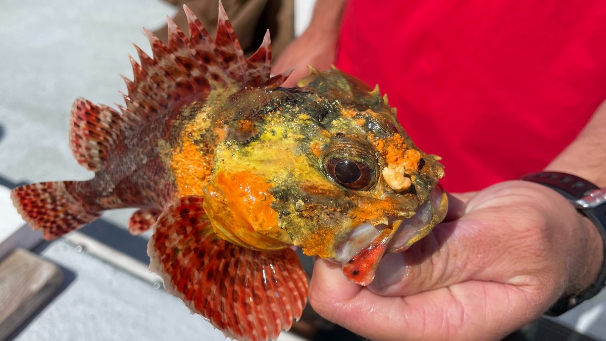 Davey's Locker tweet media