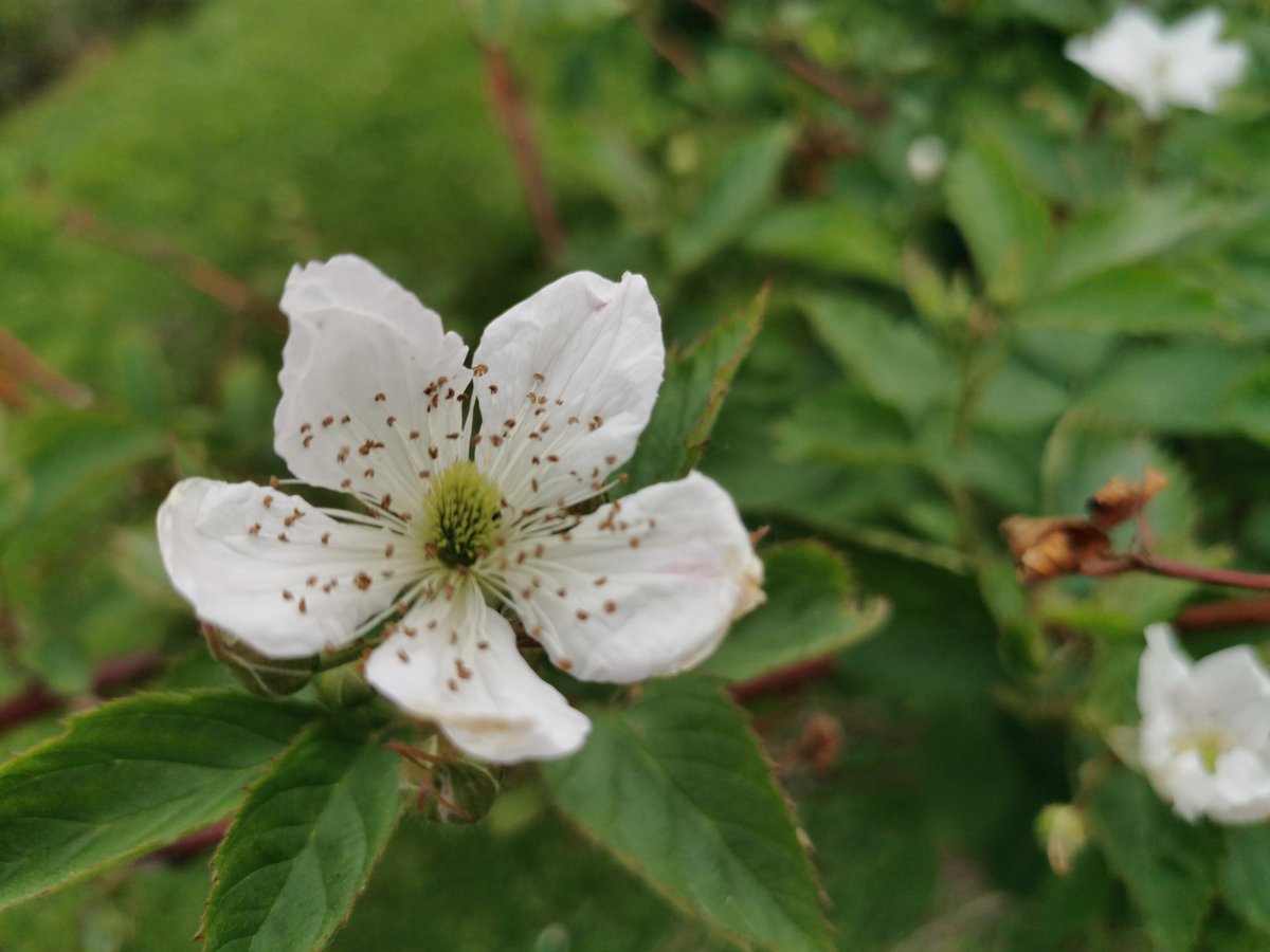 Future blackberry pie😋