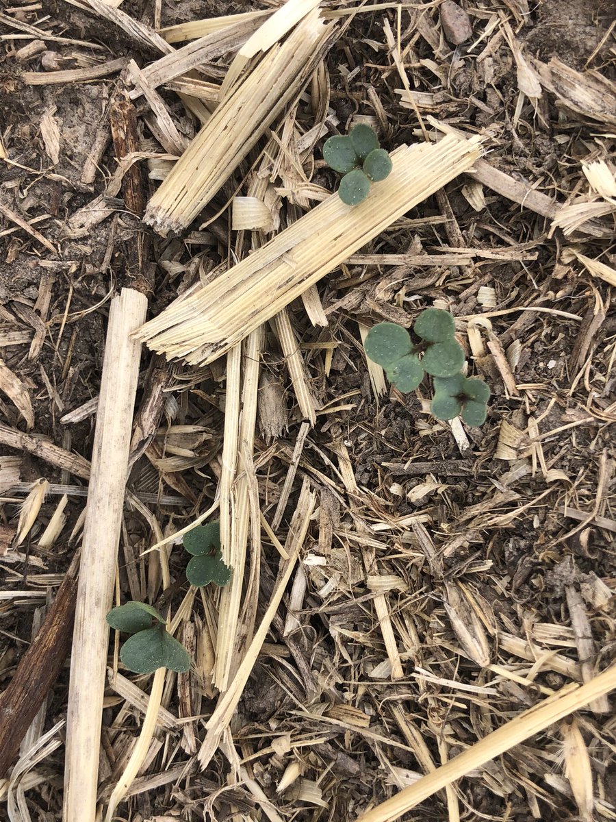LiliethIves's tweet photo. Checked out one of our canola DST with @tetrje today. Seedlings are just starting to emerge. Super excited about this trial with 15 varieties and four seed companies. @CargillAgCanada https://t.co/TgmWVEGqDd