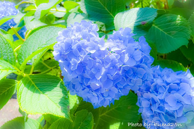 ハート紫陽花のtwitterイラスト検索結果 ハート紫陽花のtwitterイラスト検索結果