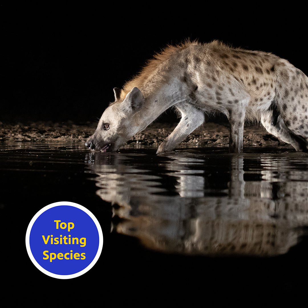 ArkansasTV_'s tweet photo. And the #TheWaterholePBS Class of 2021 superlatives go to:
โข Impala for spending the most time drinking. ๐ฅ
โข Spotted Hyena for being the top visiting species. ๐
โข Cape Buffalo for having the biggest herd! ๐ฅ
Tune in for the third and final episode tonight at 7. https://t.co/L5Y3CYMqEU