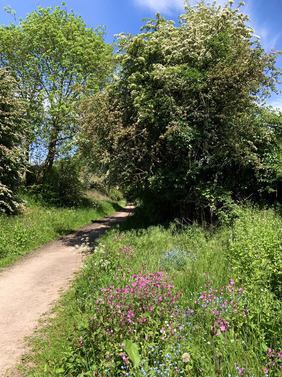 CossallNotts's tweet photo. Spring wildflowers/blossom #cossalmarsh bridleway! @wearecossall https://t.co/XO5CkW2gQe