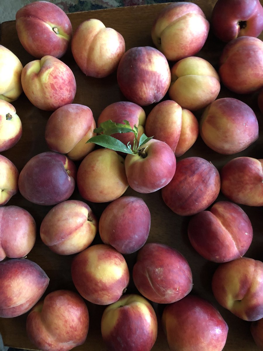 Thanks #ThePeachTruck for making a stop in San Antonio! Yumminess ahead!