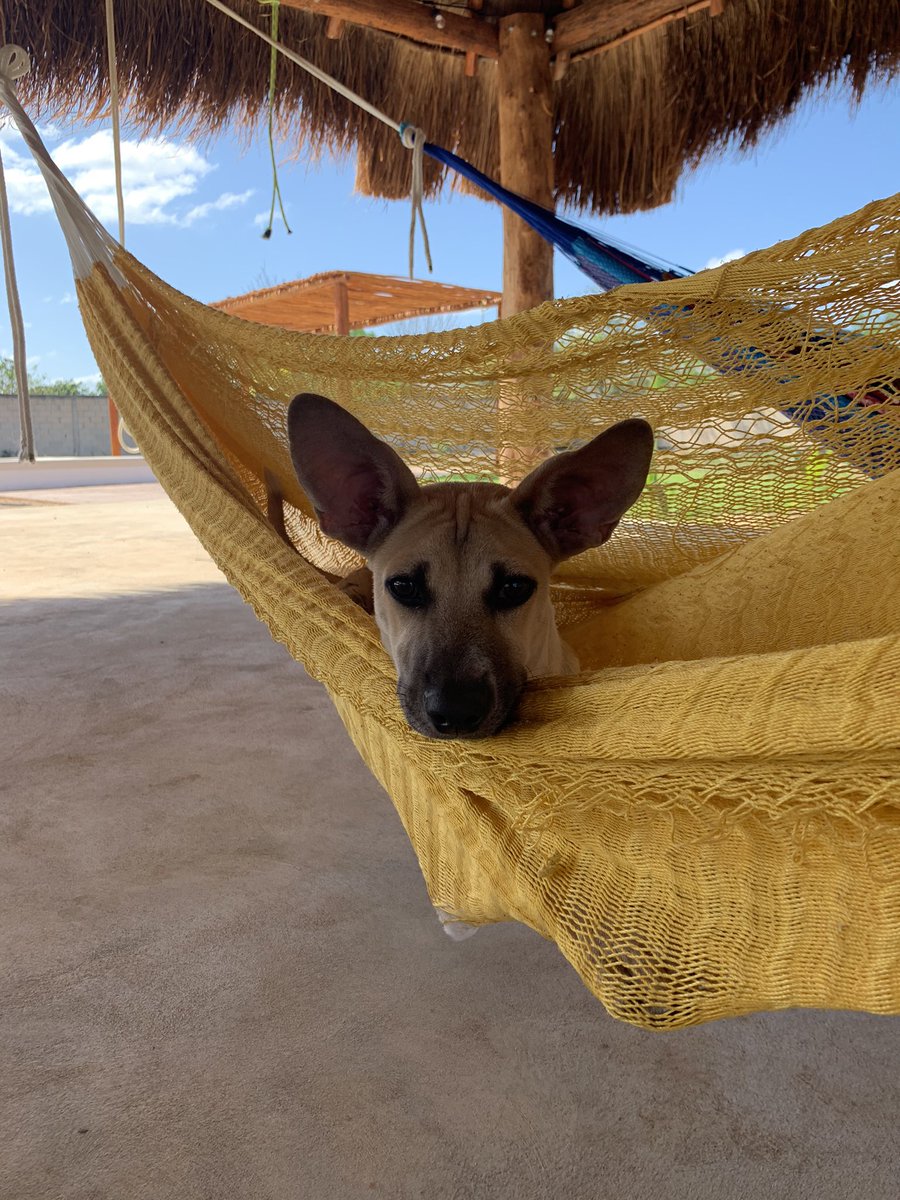 #ICANNpets El es Tatich, es un nombre Maya que significa “jefe o patriarca”. He is Tatich, it is a Mayan name that means “boss”.