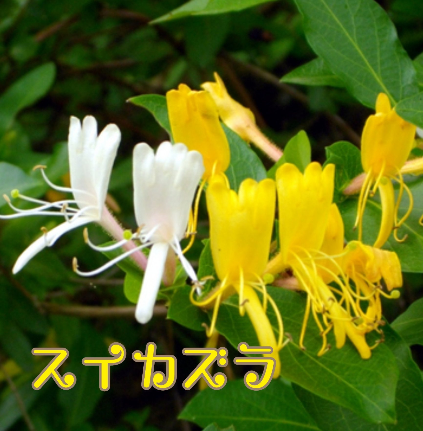 تويتر Whiskycat على تويتر おはようございます 木曜日 きょうの誕生花は スイカズラ 花言葉は 愛の絆 愛があるから 絆ができる きょうも笑顔の一日を 行ってらっしゃい 誕生花言葉 T Co Qguidmclfv