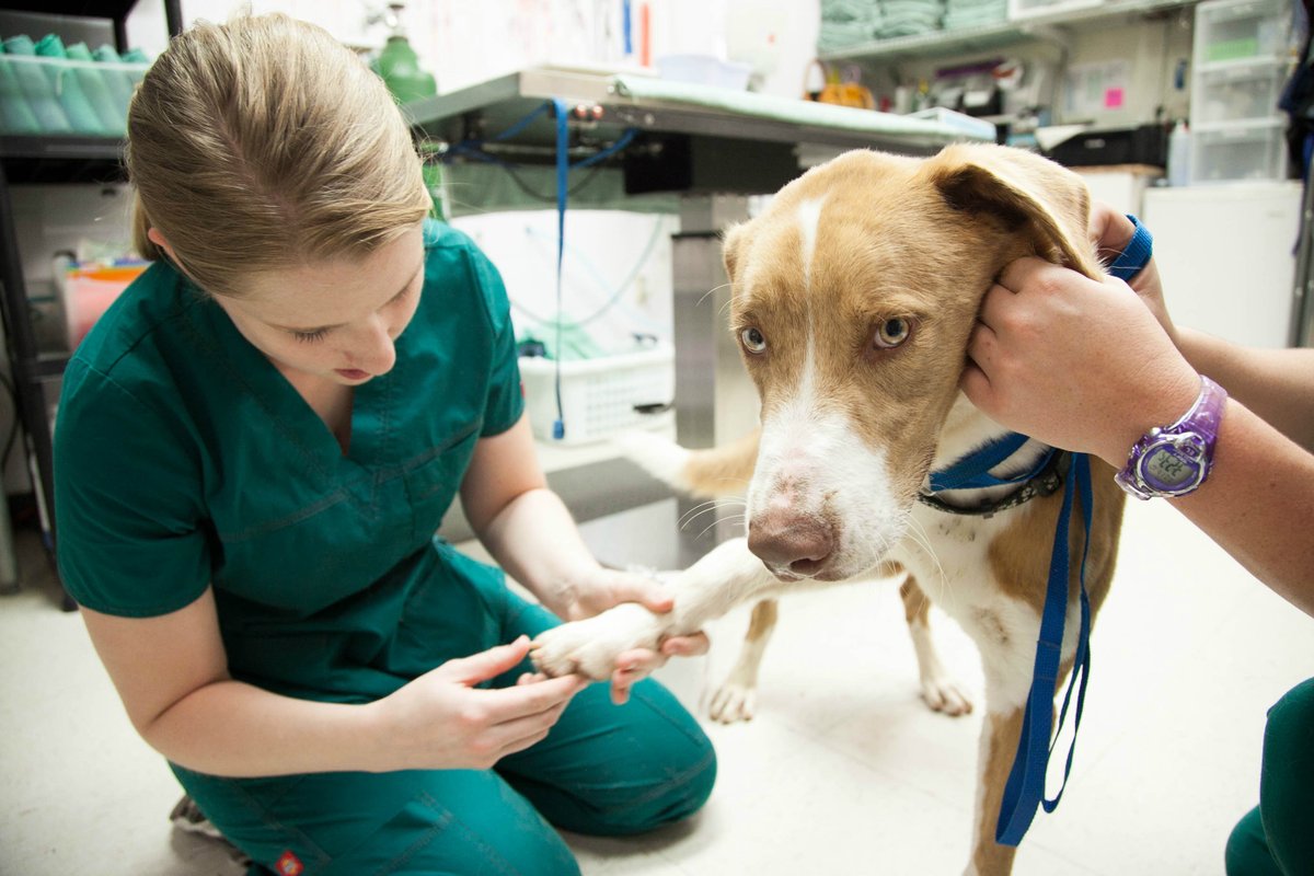 Education, advocacy, and working with the industry is key for cannabis for canines and cats. #CBDforPets #CannabisforPets 👏 ow.ly/2ofR50EXxNb