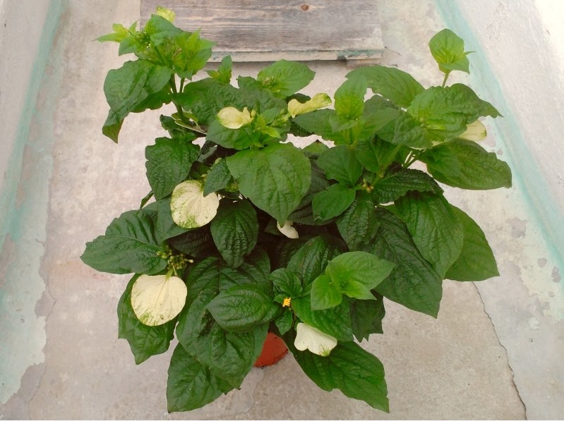 Plantas y flores tweet media