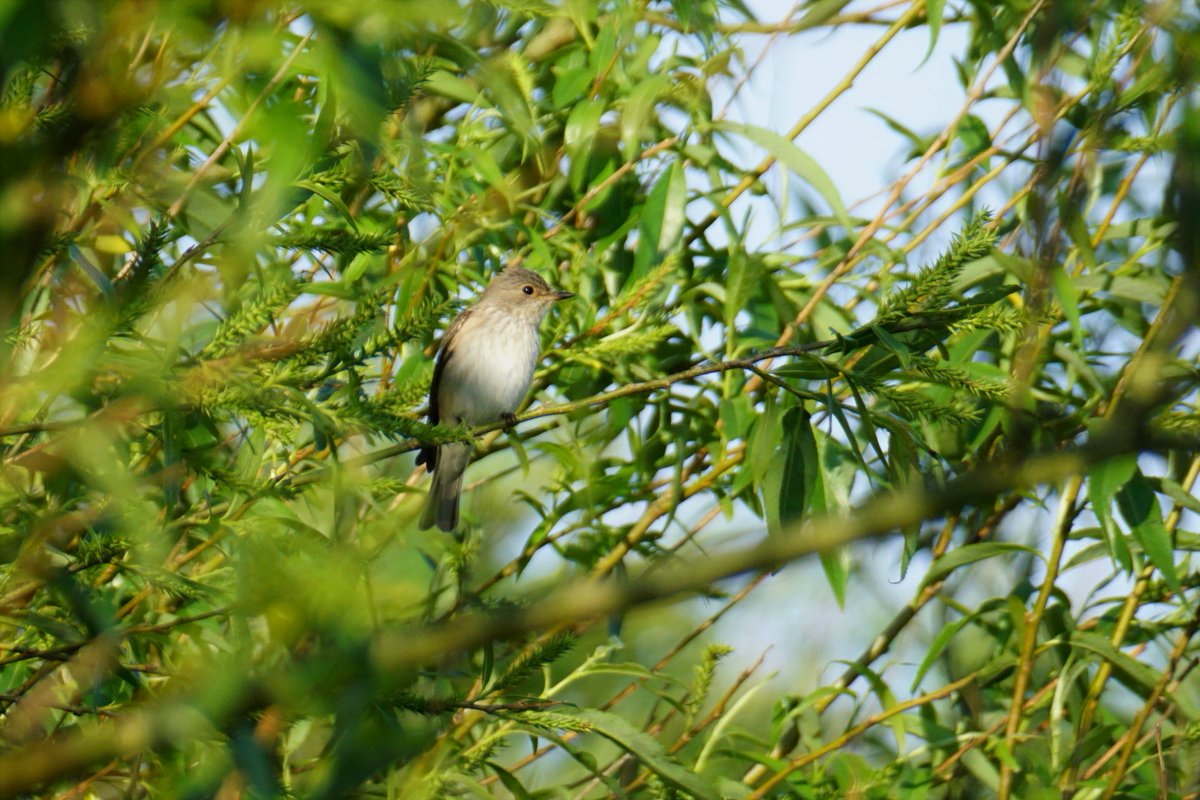 LDBWSnews's tweet photo. Was meant to be working from home today but the eastern promise had me out bush-bashing at 0430-- and not back in time for lunch. A passage Spotted Flycatcher at Sunderland Point, Lancashire, not long after sunrise:
#patchsilver #skiving https://t.co/LpAW4vISWL