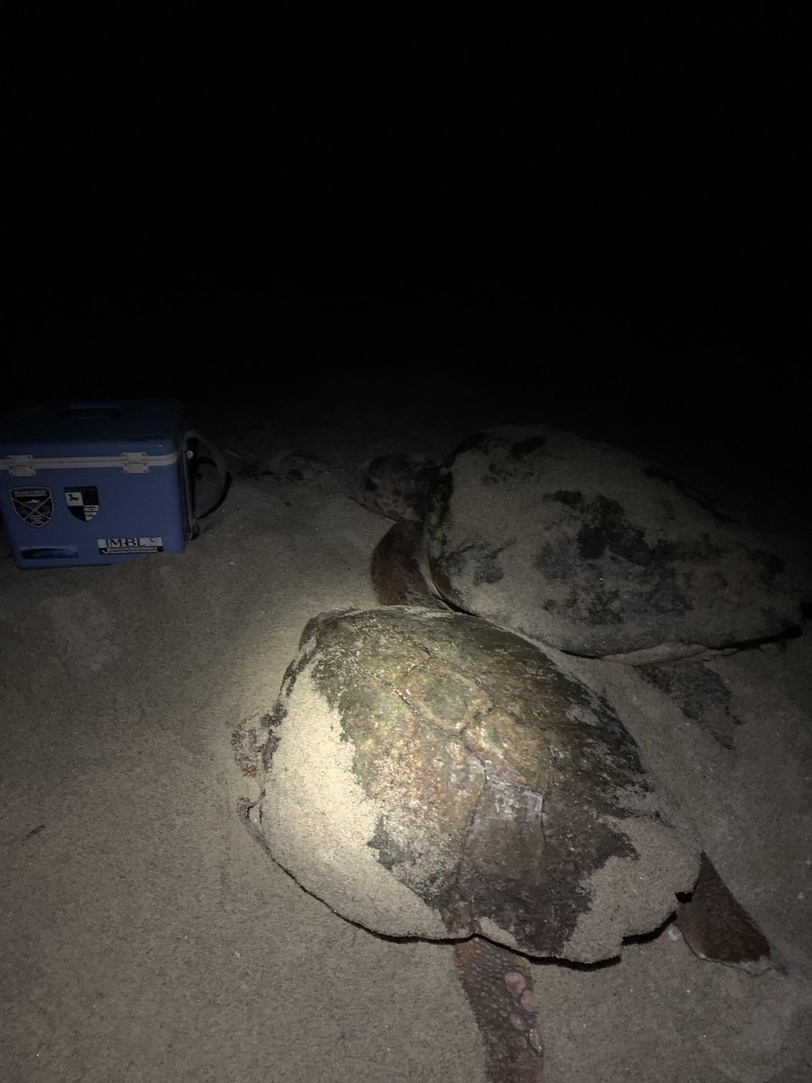 こまちだ たまお Kamefuji えーっ産卵が重なる 九十九里浜では考えられないです Twitter