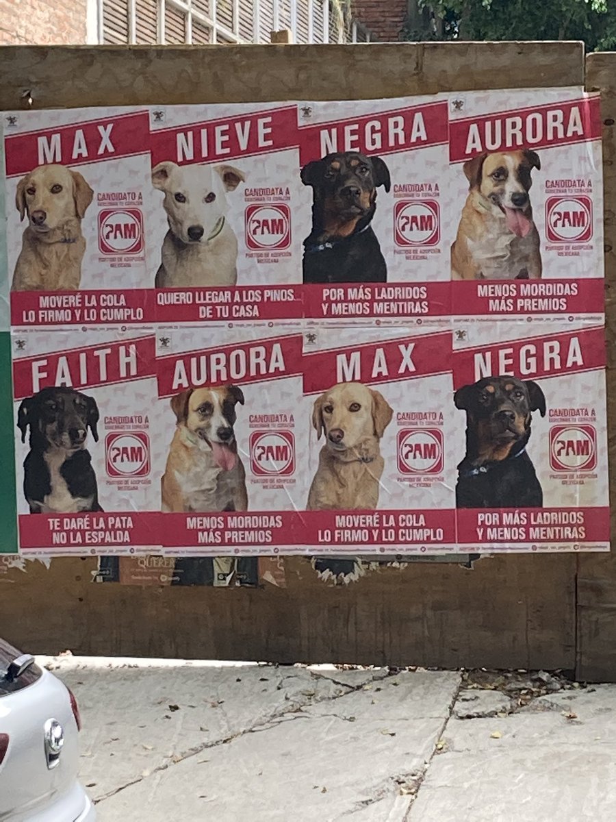 f_solorzano's tweet photo. Nunca pensé que salir de mi casa y ver caras de candidatos me iba a poner de tan buen humor. Como dijo @albornoz_mx , esta es una campaña y no tonterías. https://t.co/LkpKoznWuW