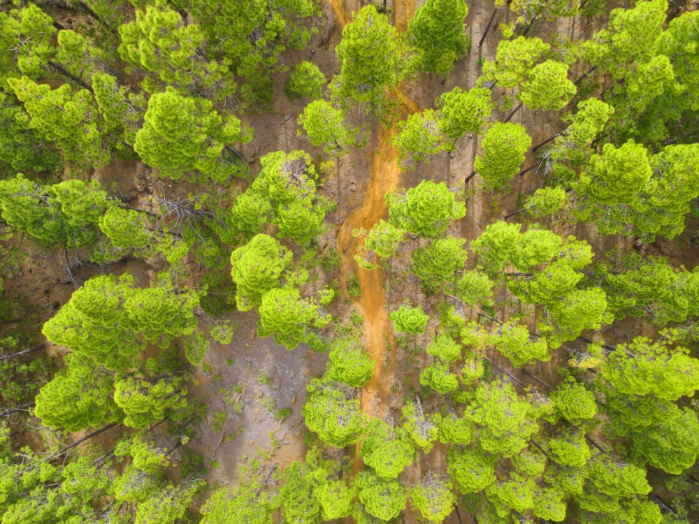 CDronfly's tweet image. Y si imaginamos convertirnos en algún ave para planear serenamente encima de nuestros bosques? 🤔🦅📸
#bosque #DJI #mavic #drone #dronephotography #droneswalmart #YouTube #FelizMiercoles @swbjoyce #CNX21 

Síguenos por instagram 😉🤗
instagram.com/canarydronfly