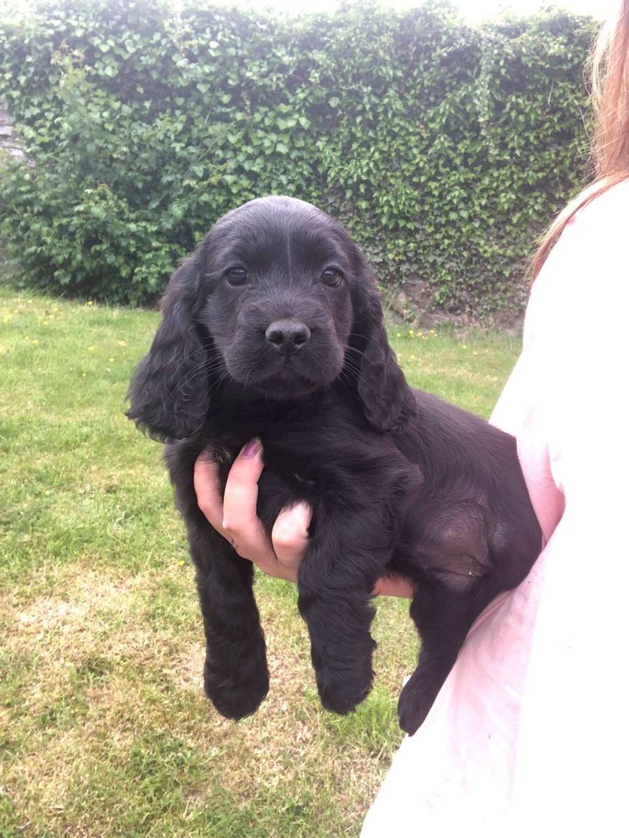 HuwClwyd's tweet photo. Working cocker spaniels for sale ready after their vaccinations and microchips on Thursday. 2 girls 1 boy left, DM for more information. Please RT, TIA https://t.co/Mx68EYximB
