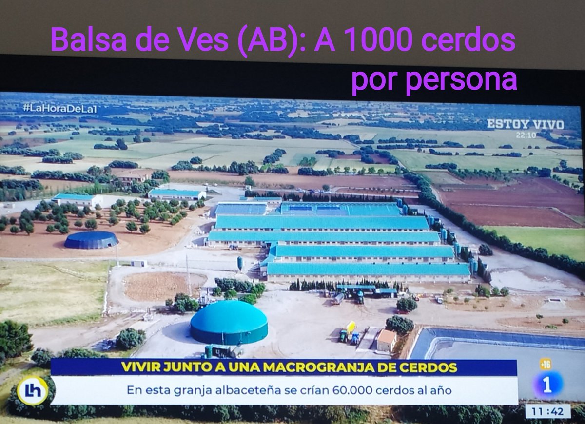 luigiaguilar's tweet photo. Casi a 1000 cerdas por vecino/a salen en #BalsaDeVes (Albacete) dónde les engañaron con la macrogranja y ahora se están quedando sin vecinos sin tierras y sin medio ambiente
#StopMacrogranjas
Hoy lo denunciaban en @LaHoraTVE con su alcaldesa a la cabeza. https://t.co/WfuvD6GTNl https://t.co/1heJKPWJtb