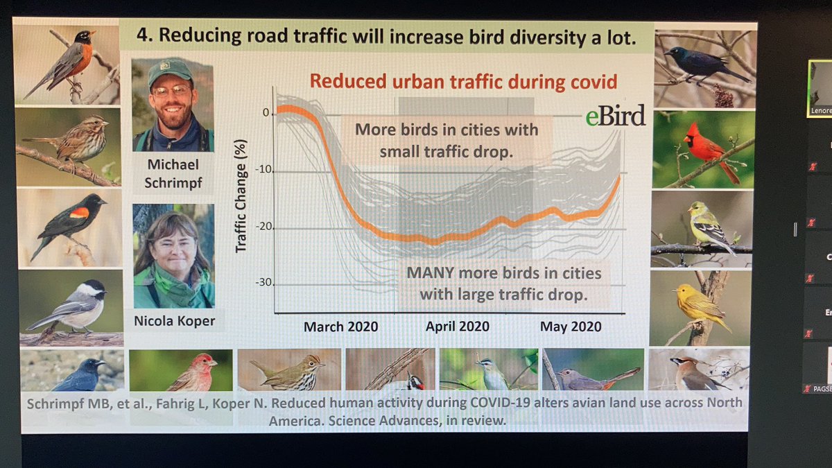 ottawaeggheads's tweet photo. La réduction en traffic durant le confinement a permis une augmentation du nombre d’oiseaux en ville @ottawacity @lenorefahrig https://t.co/jWwrf55E4I