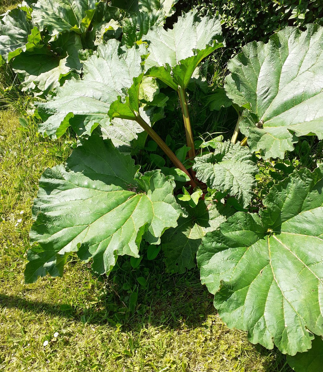 The_Marmalady tweet media