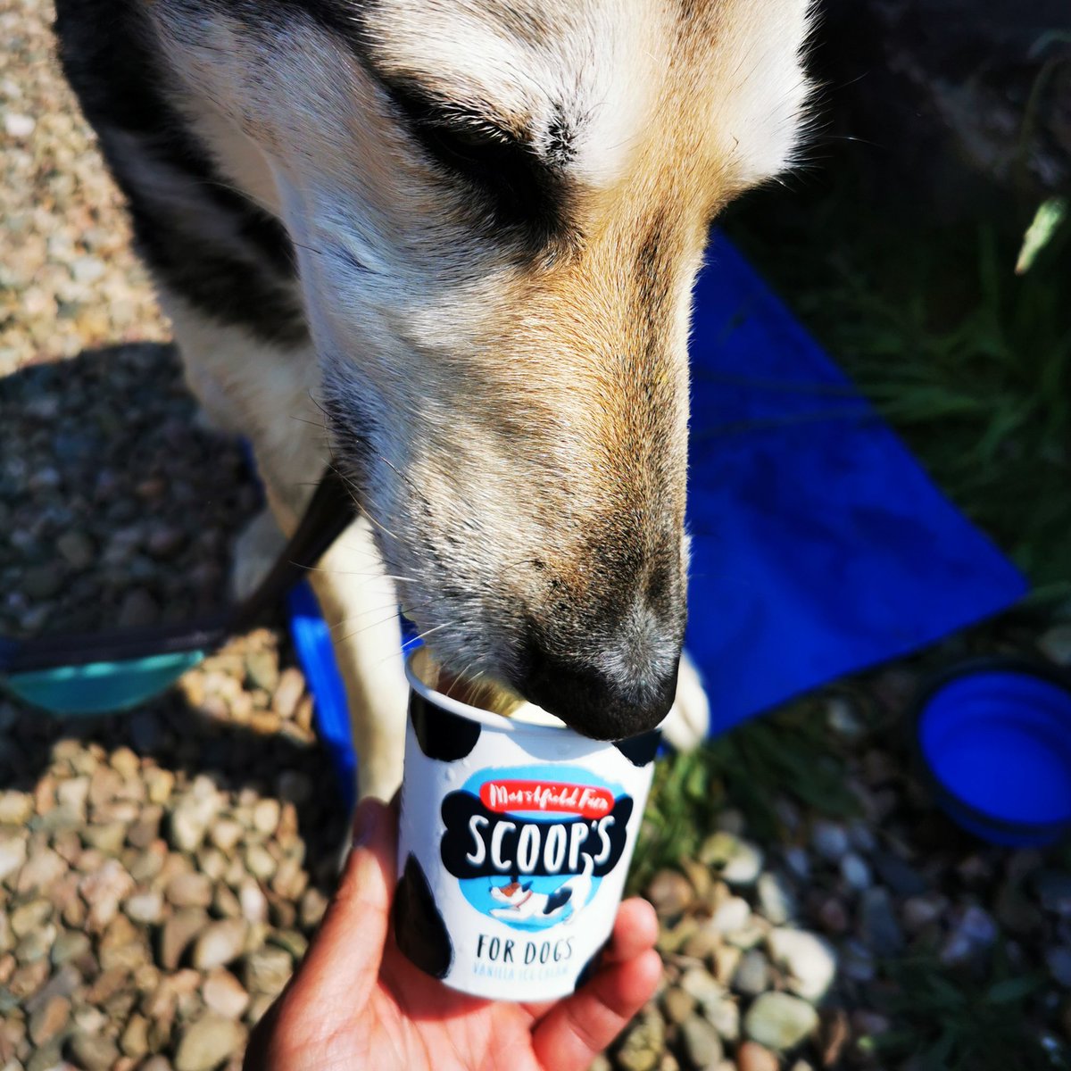 It's been a fun day frens! I gots doggo ice cream and a swims at the beach! ☀️❤️
-
-
#dogsoftwitter #dogs #rescuedog #dogsofscotland #dog #dogicecream #summer