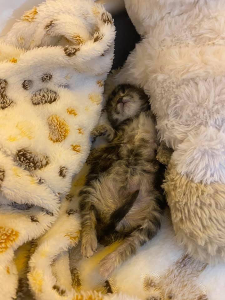 heronbank_cat's tweet photo. Rio hasn’t had the best of starts to life 😢 his mummy is super young and abandoned him and his siblings who unfortunately haven’t made it this far, so he’s going to the best we have to get him going. As a rescue we rely on donations and any help is appreciated always! https://t.co/nt4iNVaPuN