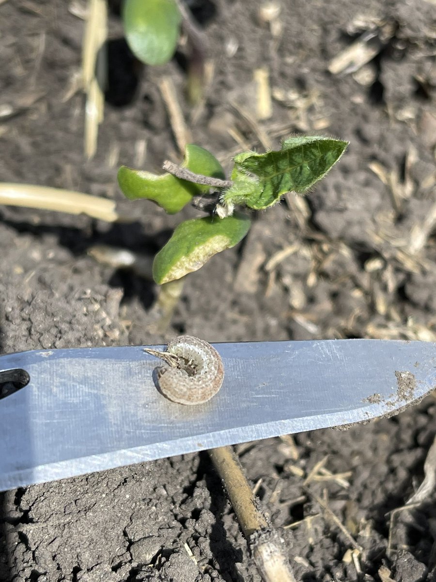 scott_perkin's tweet photo. #scout21 is in high gear.   Be careful.   Cutworms are out there.  So far not at threshold but everyone should be aware.   Take a look at your crops.  Taylor Friesen will be out checking out customers fields.  #perkinseedandsoil #sevita #northstargenetics https://t.co/7h6nI7rFoz