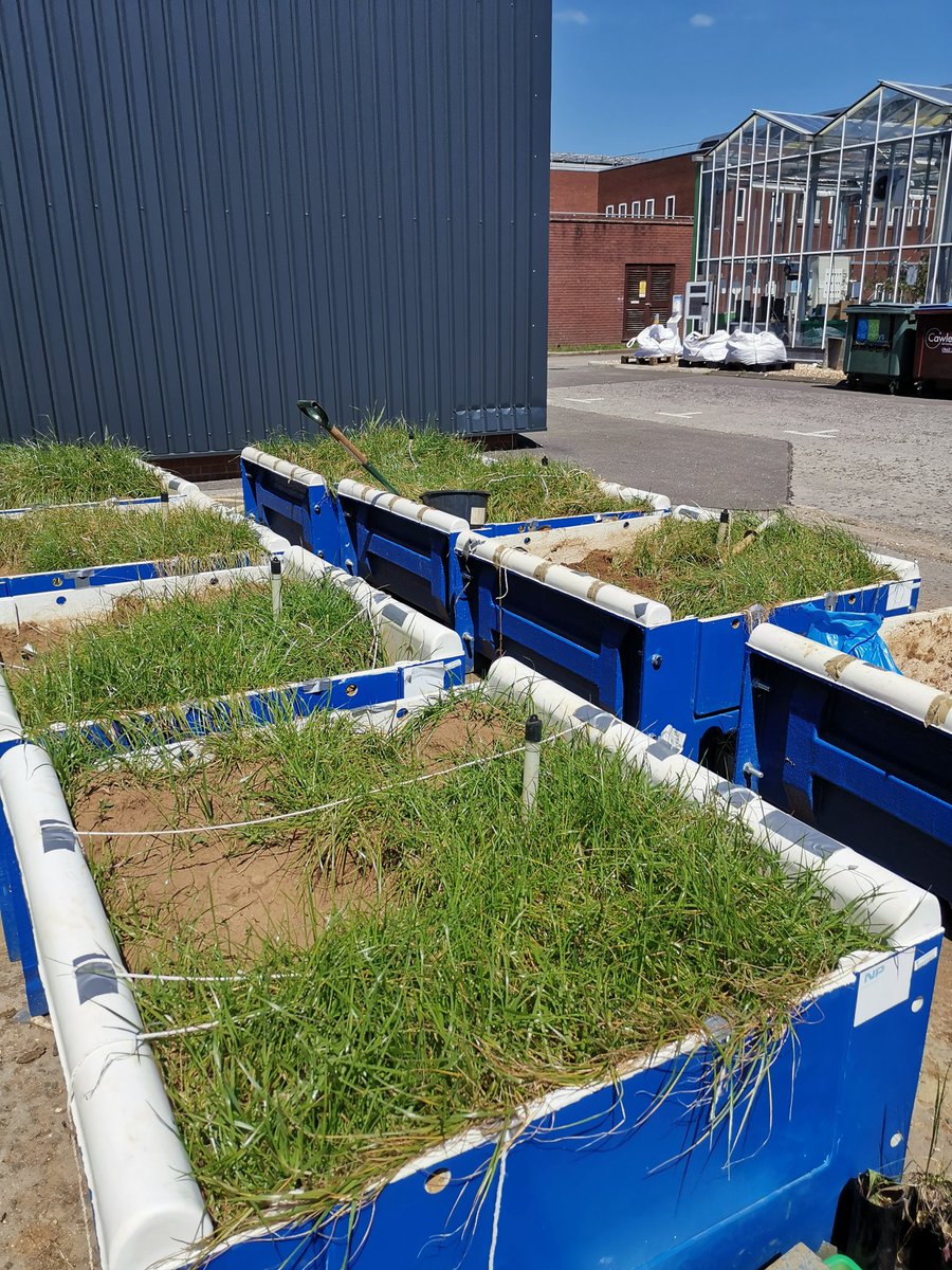 dannielle_roche's tweet photo. How my PhD soil project starts.. Emptying a students lysimeters that were used to grow grass and reusing the soil for my own experiments. Finally onto campus to get things going. #FoodBioSystemsDTP #Cranfield #Cranfieldagrifood @CranfieldAgrifo https://t.co/LWlztwSIke