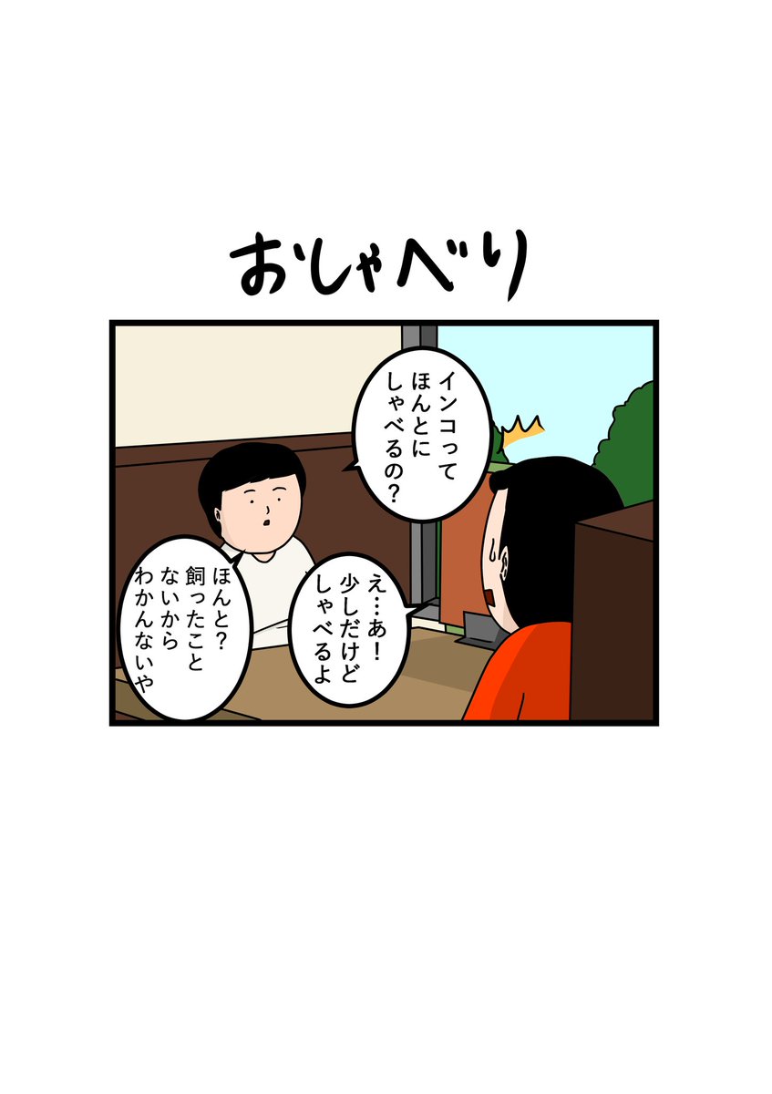 タクセニョリータ おしゃべり セキセイインコ インコ イラスト ペット ペット漫画 4コマ漫画 コミックエッセイ 日常 おしゃべりインコ インコのましゅマロ