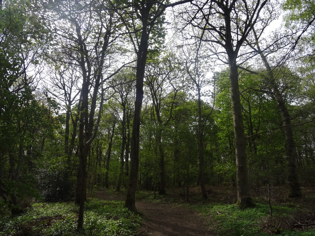 We've secured a National Lottery Heritage Fund grant &amp; we're now recruiting for two part-time roles; a Project Manager and an Administrator. All the info is on our website giffordcommunitywoods.blogspot.com
plus details of everything else that the grant will mean we can do!