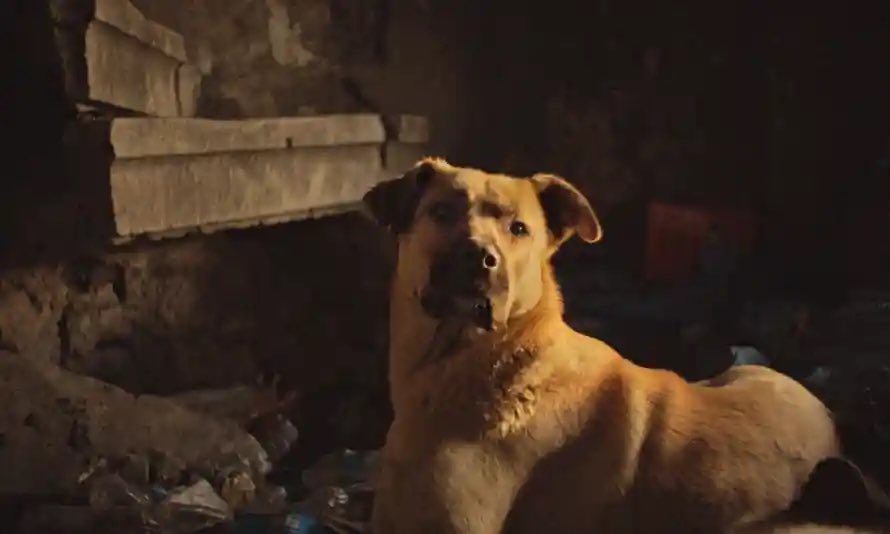 sujculture's tweet photo. The dog trots freely in the street/ and has his own dog’s life to live/ touching &amp; tasting &amp; testing everything/ a realist with a tale to tell/ and a tail to tell it with
📽#Stray🐕#StrayFilm🇹🇷🐶@StrayDocFilm🎬#ElizabethLo @lizbklo💻Review https://t.co/Fz1kif36wX🎟@BerthaDocHouse https://t.co/SKt1ywobpw