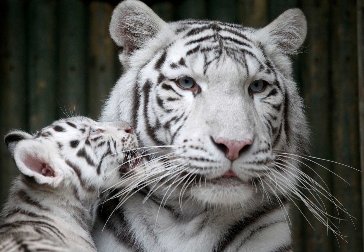 TigerPicsBot's tweet photo. https://t.co/XO05LnZ0Nq