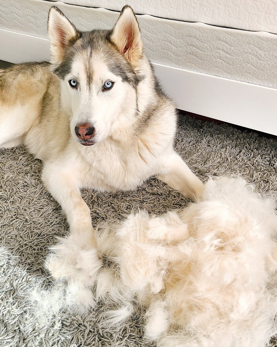 MeelerHusky's tweet photo. Ever take a shed so big you feel a couple pounds lighter? 😂
On the latest episode of the Sibe-Stream  Podcast, we dive deep into a pile of husky fur and talk about coat blow season. Find it where you find your podcasts. 🎙
#shedhappens #doghairdontcare #throwbackfursday #husky https://t.co/We9ubhmKPH