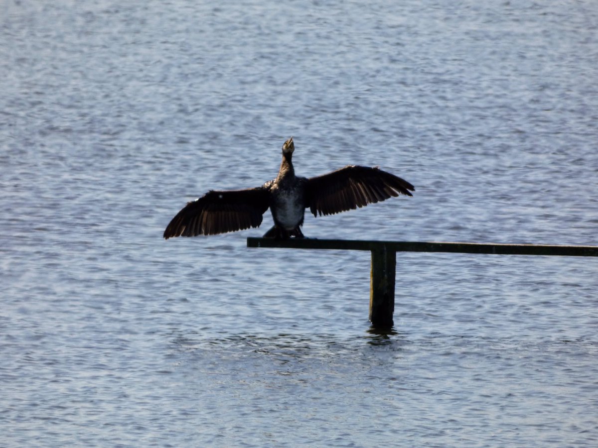 Cormorant at minsmere yesterday, been trying for this shot for years but still room for improvement <a href="/Natures_Voice/">RSPB</a> <a href="/BirdWatchingMag/">Bird Watching</a> @wildlife_uk <a href="/LumixUK/">Lumix UK</a>