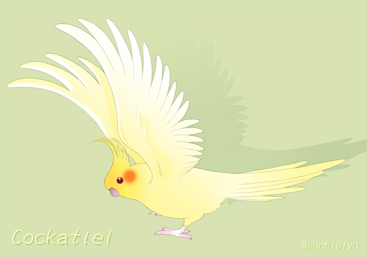 Tantan V Twitter おはようございます リアル系のとデフォルメイラスト どちらを 描いてみようかなと少し悩んでます 大好きな オカメインコ や マメルリハ のイラストも描き途中 オカメインコ 過去絵 Tantan V Twitter おはようございます リアル系のとデフォルメイラスト どちらを 描いてみようかなと少し悩んでます 大好きな オカメインコ や マメルリハ のイラストも描き途中 オカメインコ 過去絵