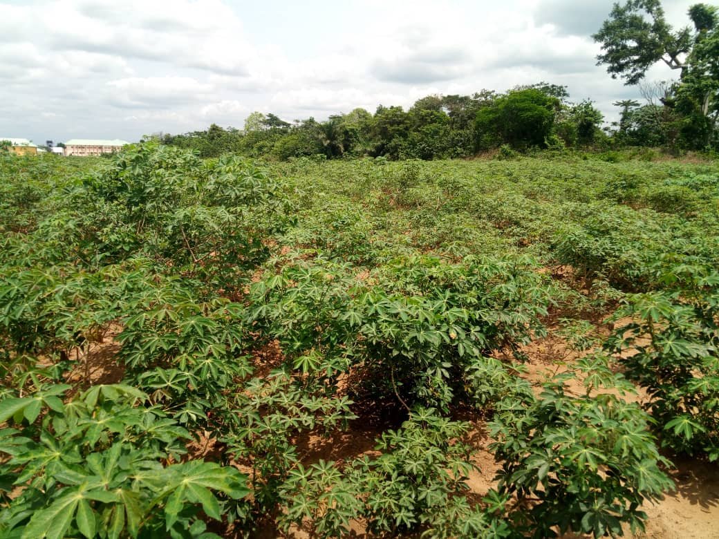 jaeetconsultng's tweet photo. We are getting improved seeds to farmers as part of ensuring food security. We are getting there. Why not come and work with us to grow more food. https://t.co/pp5rMLPTdt
