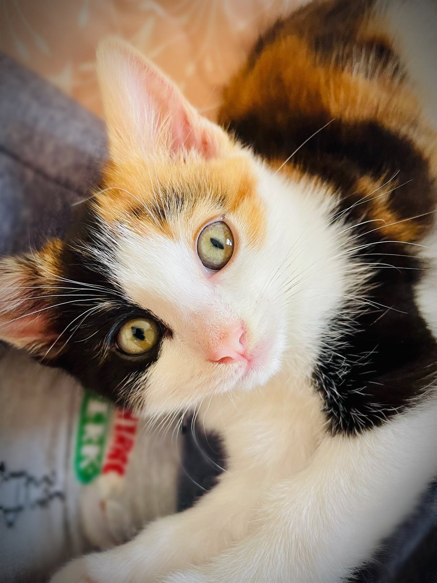 Samantha tweet media