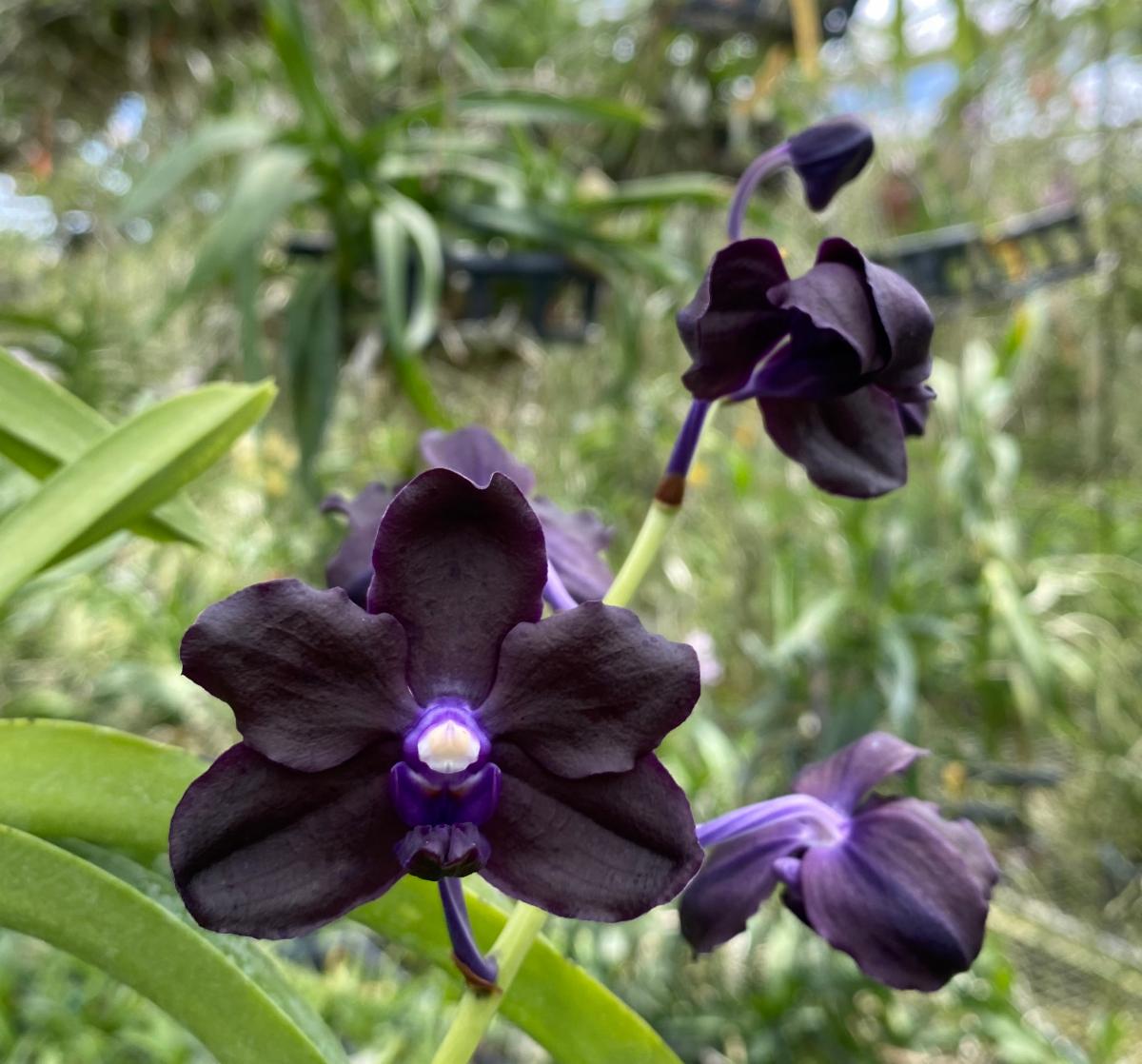 June in Your Orchid Collection #motesorchids #orchids conta.cc/3yWQNyd