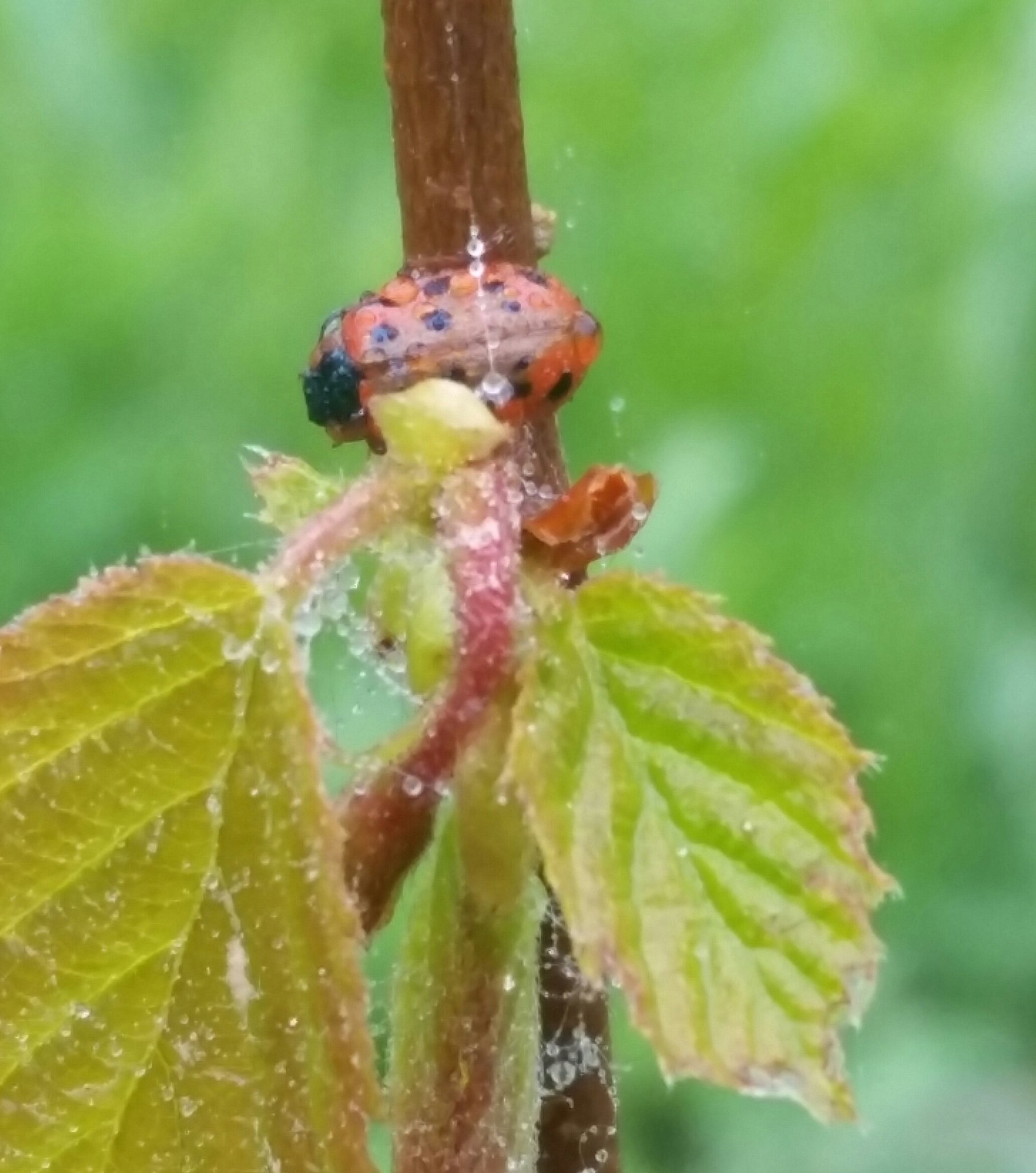 🌈IRiS🌸 on Twitter: