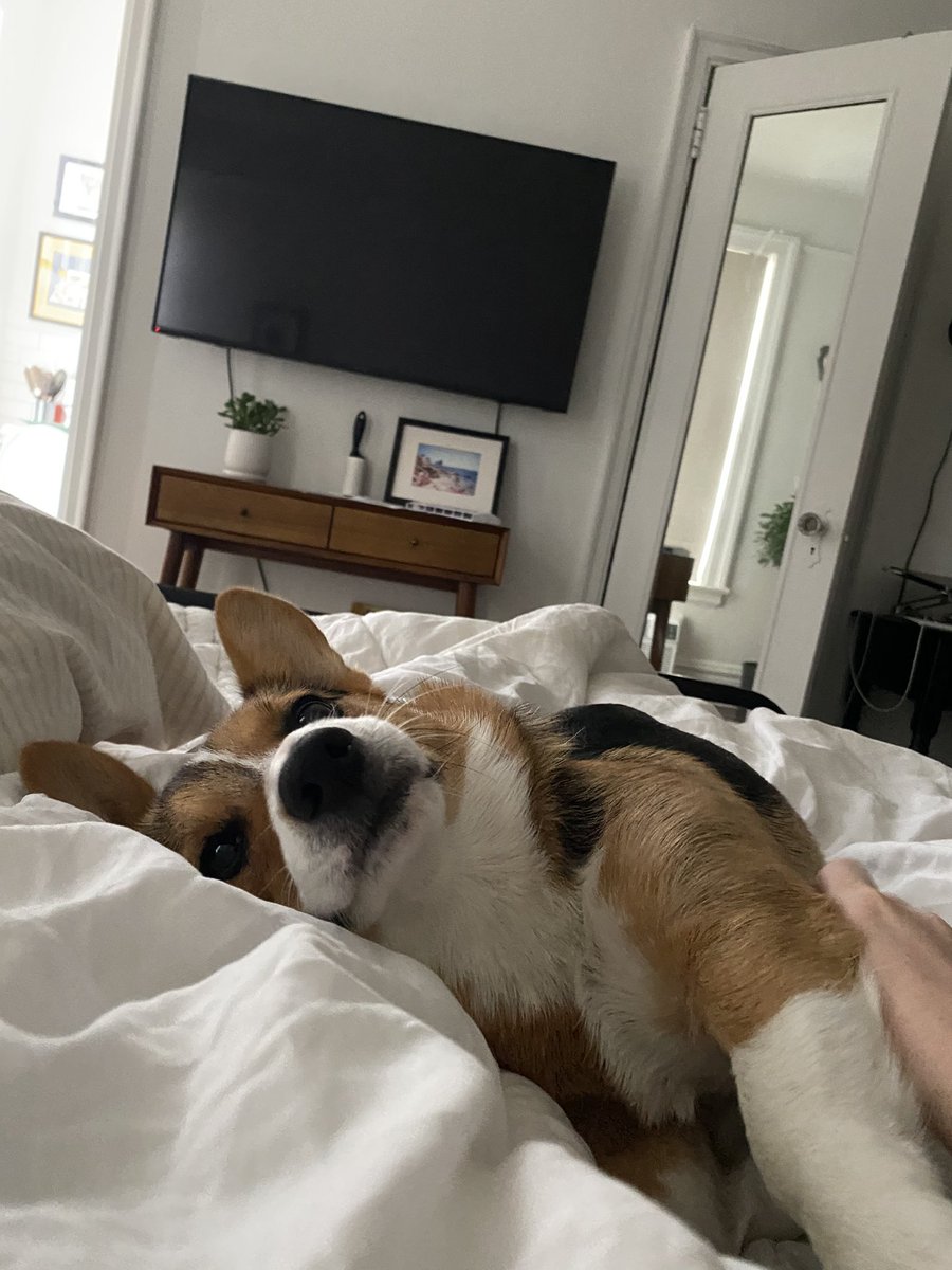 MackenzieMiers's tweet image. Mornings with my short spoon #corgi #boop #goodstretch