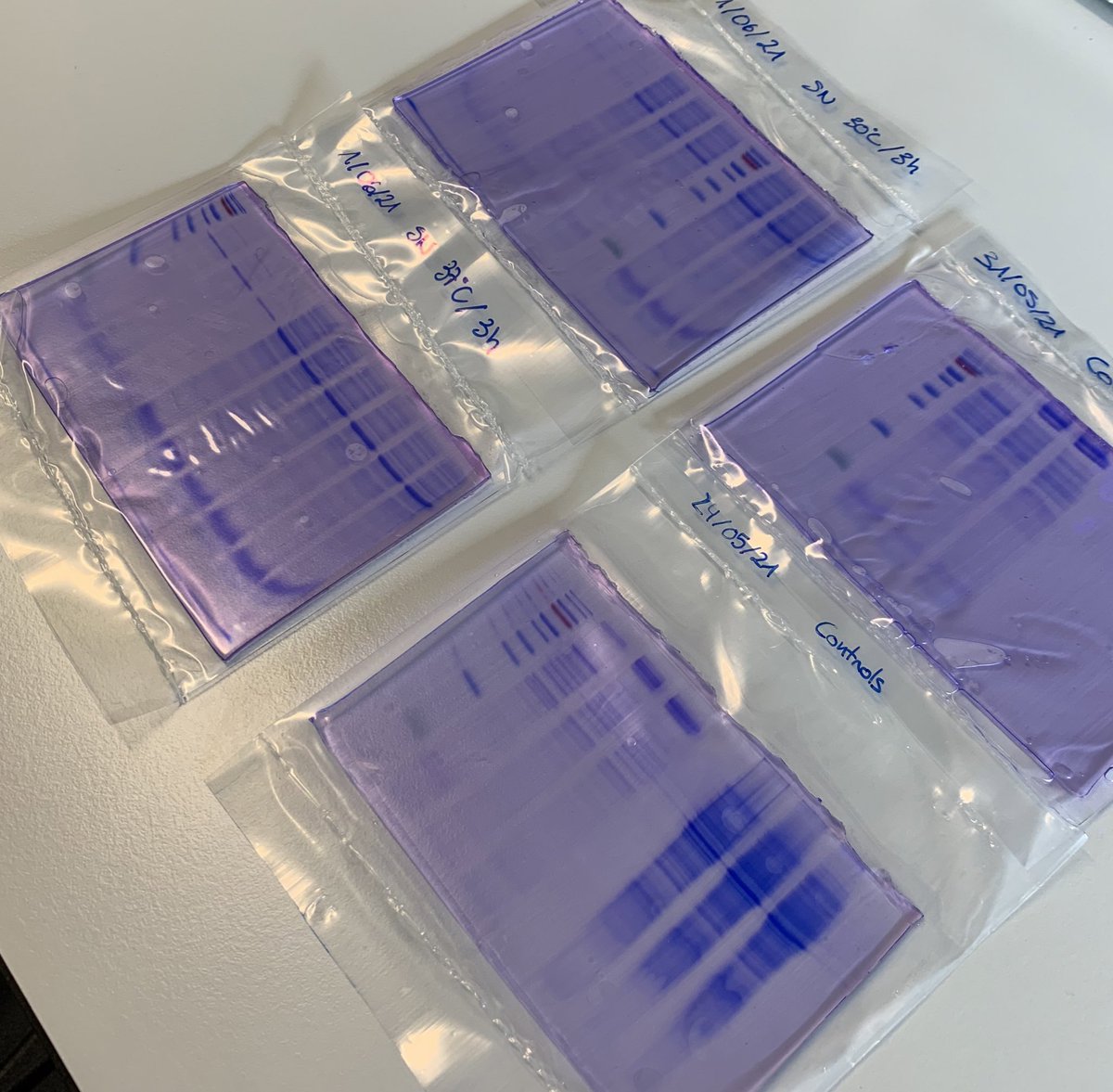 Tenim proteïna!! La @crispeta_estel ha analitzat, en el seu TFG a la <a href="/UdGCiencies/">Facultat de Ciències</a>, les millors condicions per produïr l’EGF recombinant. Quin treball més xulo que li està quedant!!