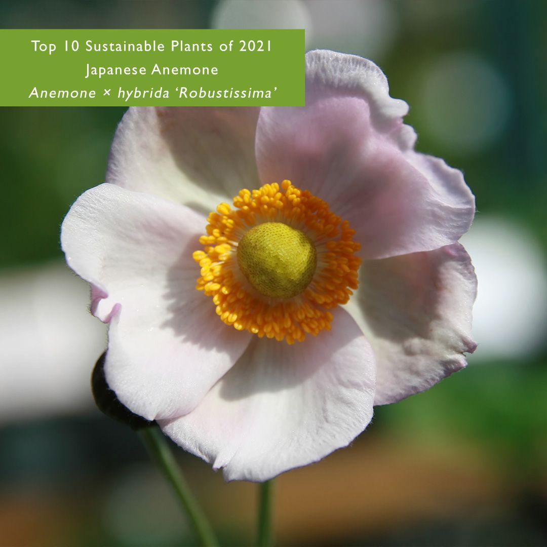 Phipps Conservatory And Botanical Gardens Our Sixth Top 10 Sustainable Plant Of 21 Is The Japanese Anemone Blooming In Late Summer This Anemone Provides Color With Soft Pink Five Petaled Blooms