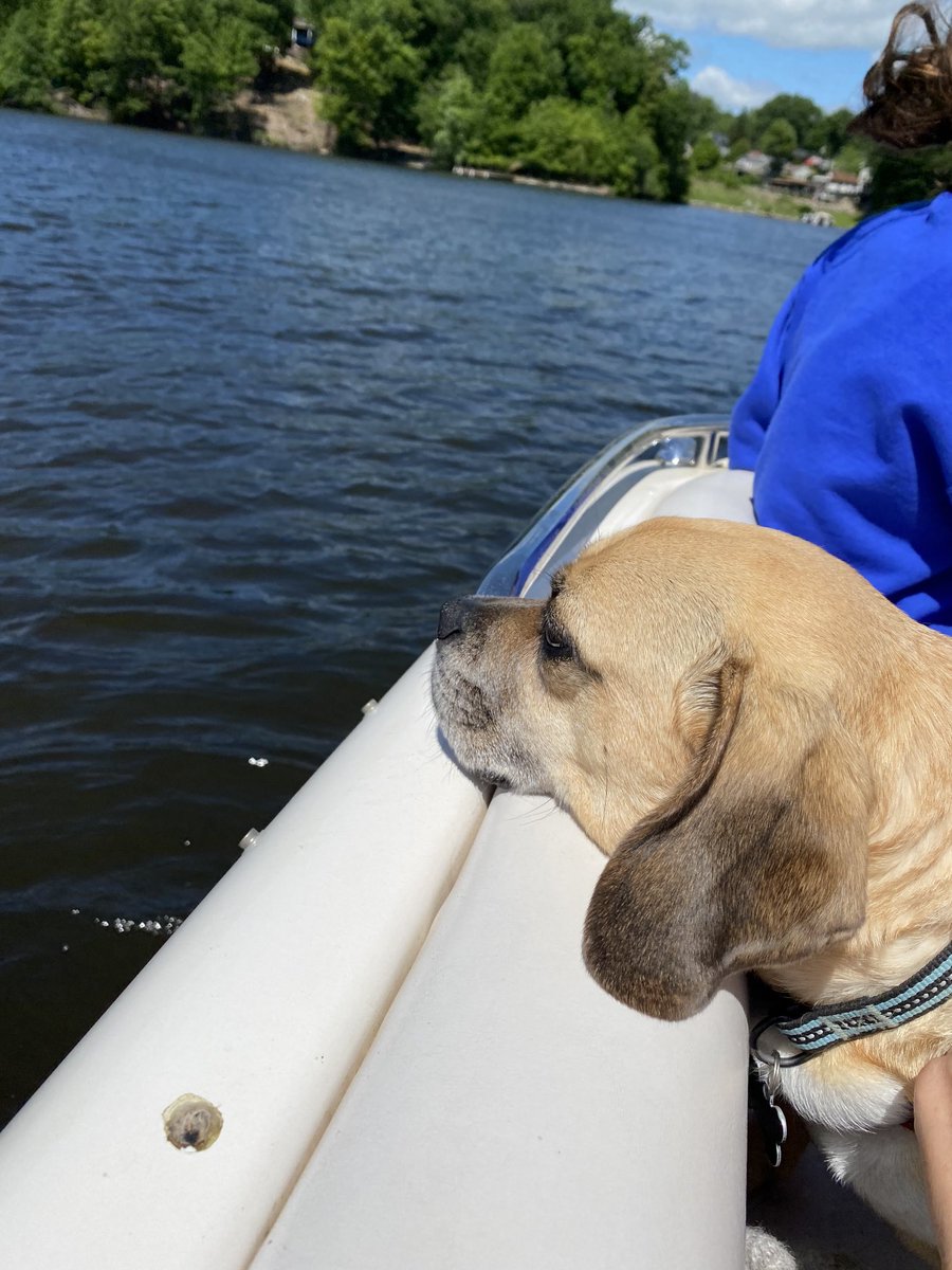 Rascal the Puggle tweet media