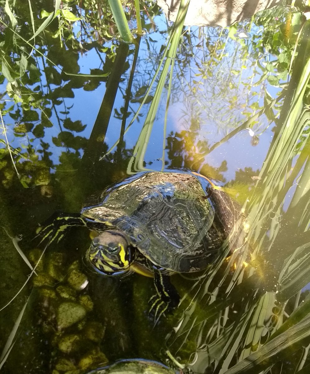 c3_toc's tweet image. 