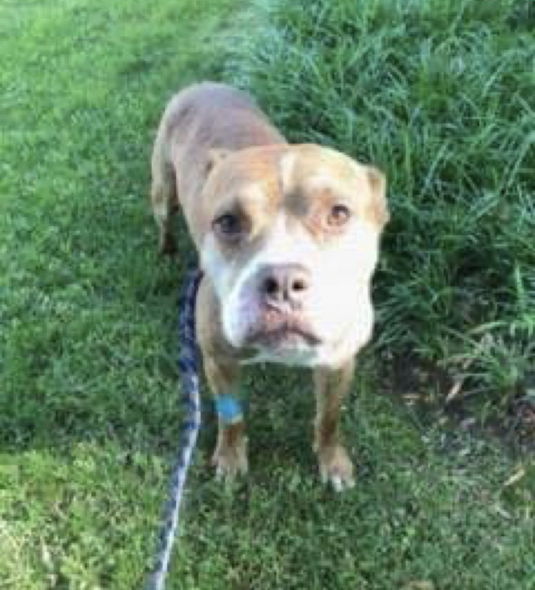 reddogsusie's tweet photo. HANDSOME IS SAFE❤️🎉
Thanks to All About the Pawz-see freedom pic☺️
Pledges/donations to:
Mail:
All about the Pawz
87 S four mile run road
Youngstown Ohio 44515
PayPal:
Lovemydogs7@yahoo.com
Pls ref: Handsome #MASA5259
Thank you to all who helped him🤗
#Memphis https://t.co/4YULlxXJji