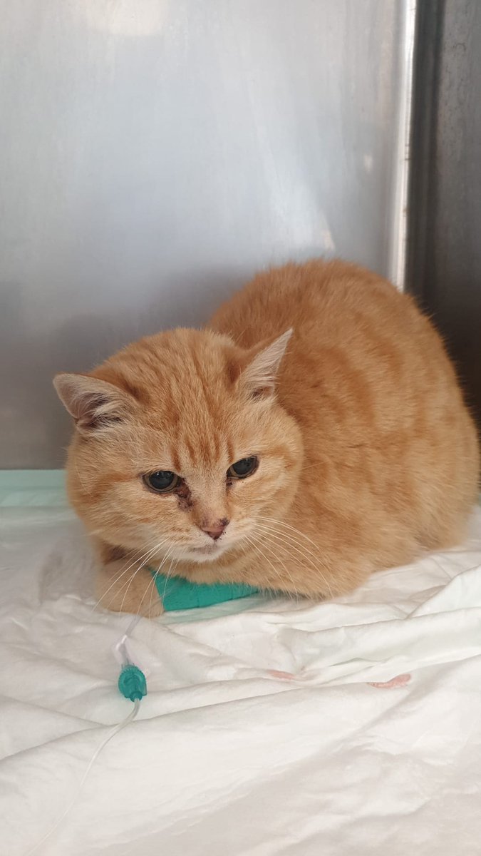 GattileG's tweet photo. Qualcuno la riconosce? È di sicuro una gatta di proprietà. È stata trovata a #Pogno, ferita. Abbiamo mandato ambulanza veterinaria e l'abbiamo fatta ricoverare a Granozzo. https://t.co/HcSo1olD3N