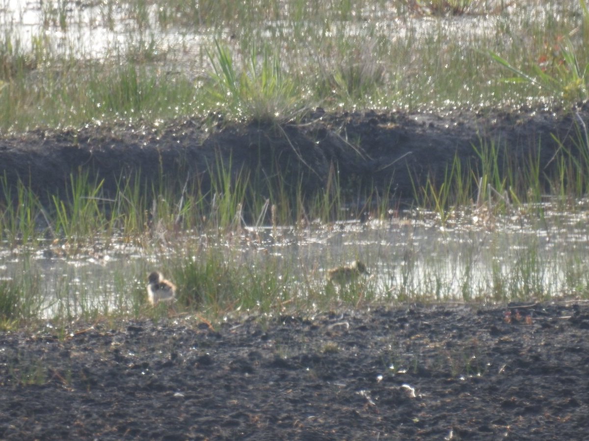 Mid Shannon Wilderness Park - Awareness Group tweet media