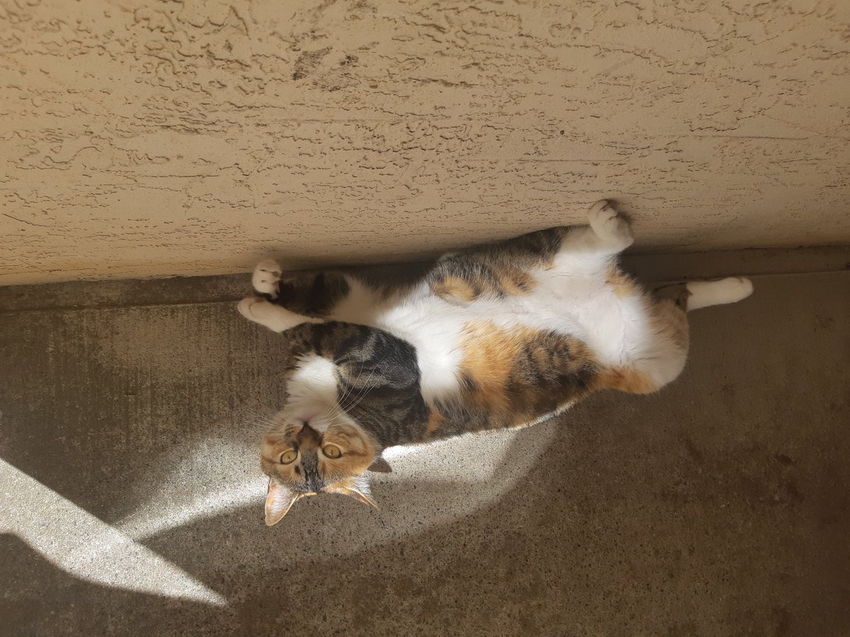 ButterCalico tweet picture