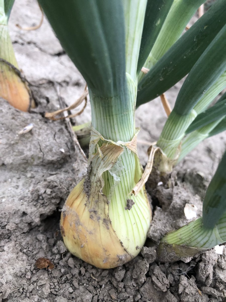 De #eerste 60mm #uien #oogst2021 #Troy #plantuien #Krabbendijke <a href="/FranjeOnions/">FranjeOnions</a>