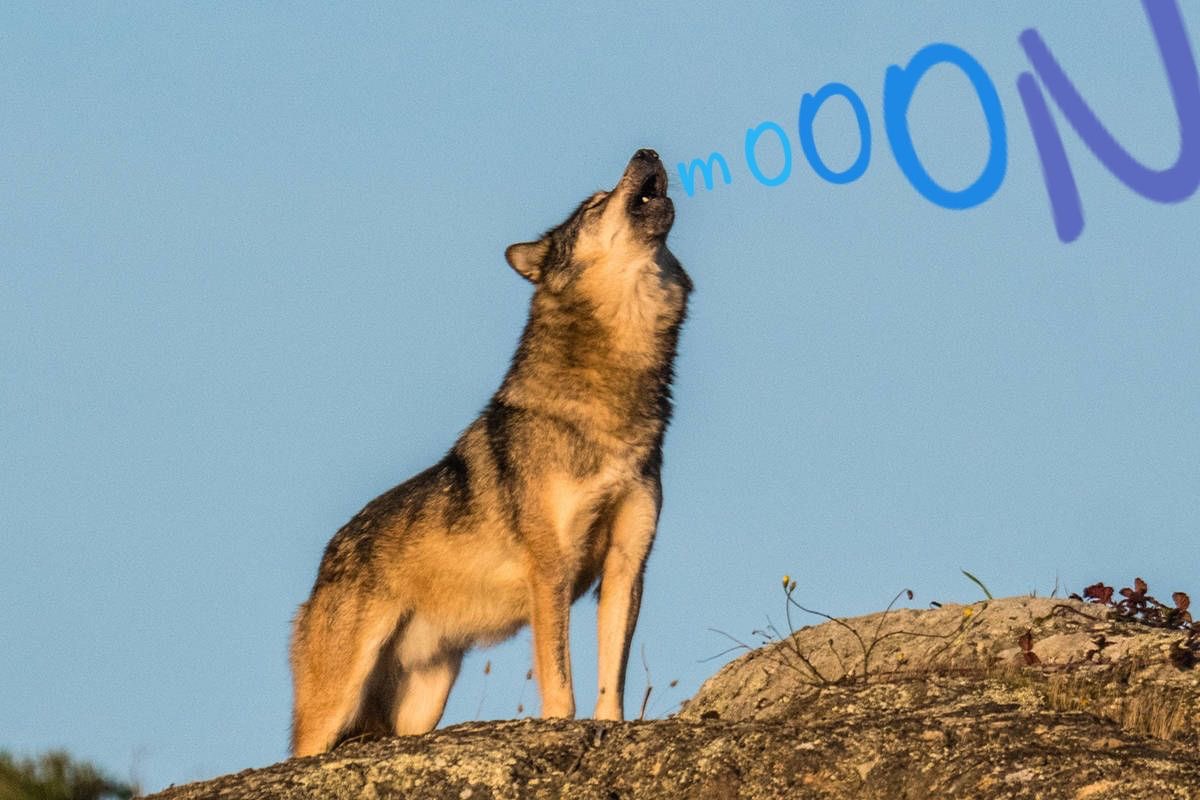 Cryptulo's tweet photo. The 🐺 are howling the excitement is brewing and the price is raising 🔥🔥🔥🚀🚀🚀

$LINK $ORAI $ROOM $DOT $ADA $HTR $DOGE $KYL $SUPER $SALE $LABS $PLOTX $YOP $BMI https://t.co/6UtYhRpBXf