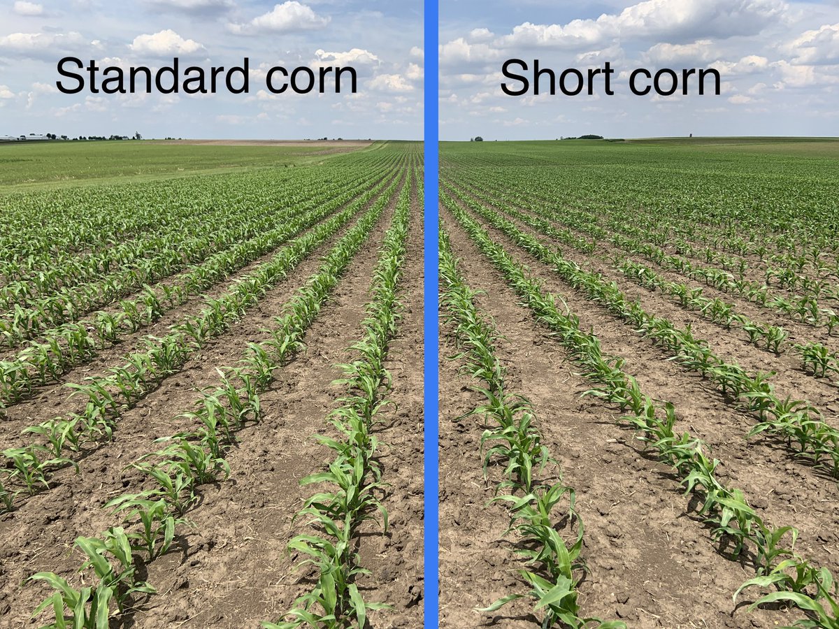 NWILTDR's tweet image. Nothing to see here…. At this point it’s pretty much impossible to tell the #ShortCorn from the standard corn.  Over the course of the growing season, the height differences will start to become apparent.