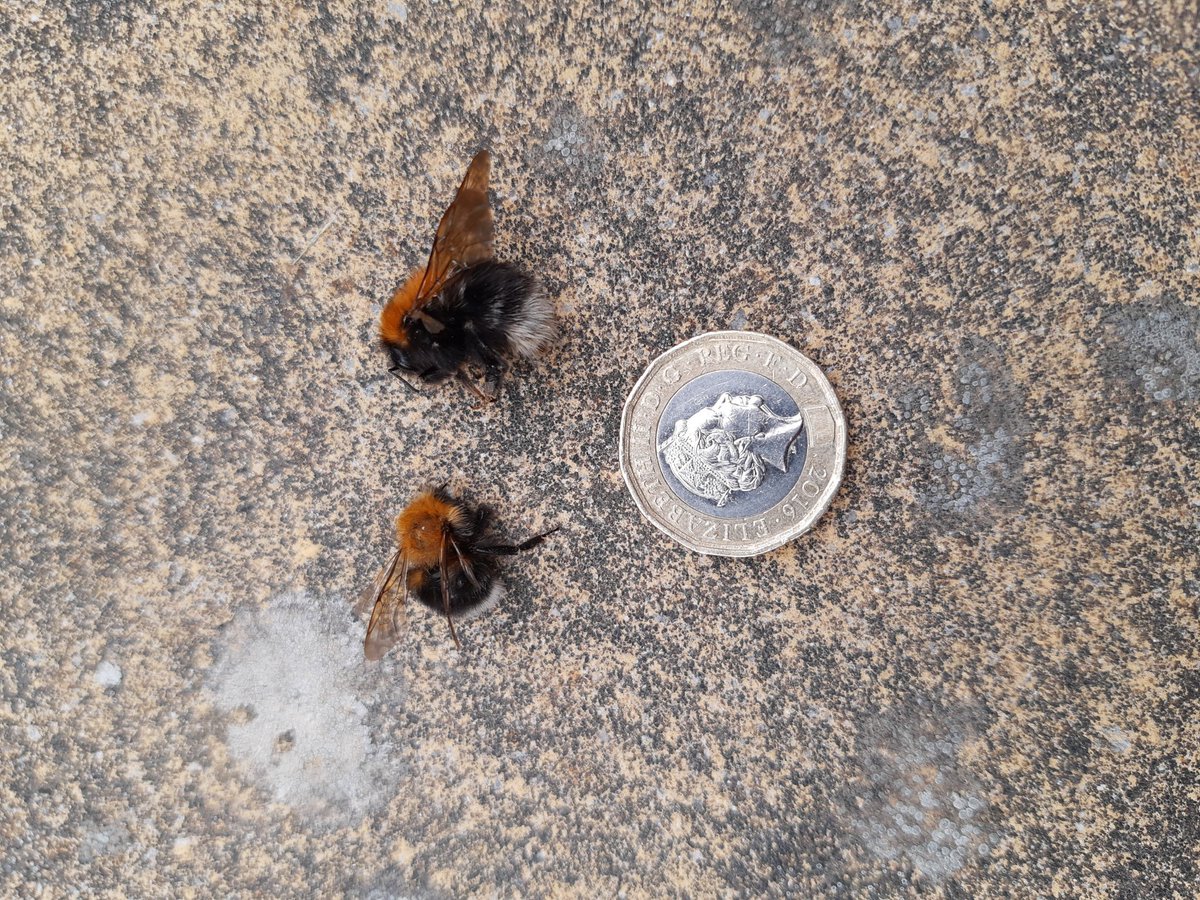 RLSS UK Warwickshire tweet media