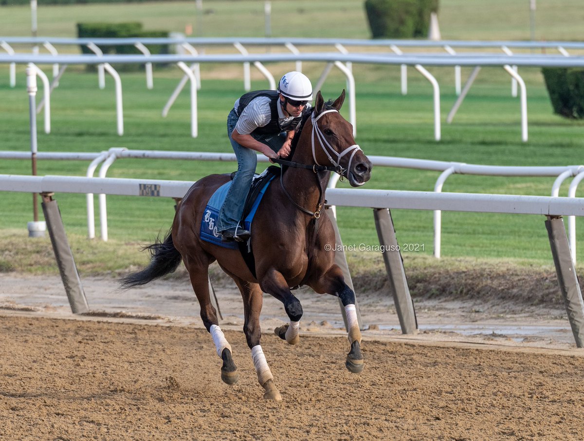 jmg27_janet's tweet photo. SHEDARESTHEDEVIL👿this morning prepping for this Saturday’s Gr1 Ogden Phipps @bradcoxracing @Flurry_Racing @dustindugas https://t.co/lDoH1X414X