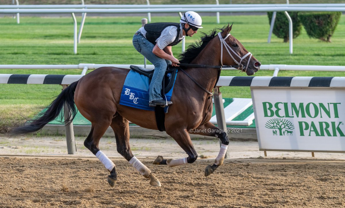 SHEDARESTHEDEVIL👿this morning prepping for this Saturday’s Gr1 Ogden Phipps <a href="/bradcoxracing/">Brad H. Cox Racing</a> <a href="/Flurry_Racing/">Flurry Racing Stables</a> <a href="/dustindugas/">Dustin</a>