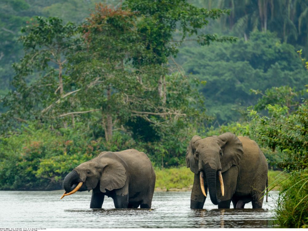 monde_biodi's tweet photo. L'éléphant des forêts d'Afrique est désormais considérée comme en danger critique d'extinction.
La population a chuté de 86% en 30 ans.
Braconnage oblige. https://t.co/CfUcBbxrJa